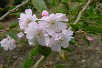 pr sub autumnalis rosea.jpg